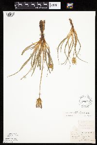 Nothocalais cuspidata image