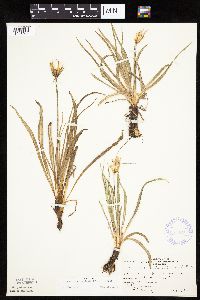 Nothocalais cuspidata image