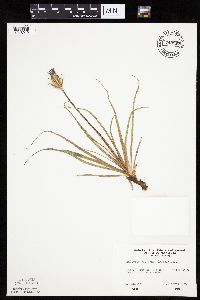 Nothocalais cuspidata image