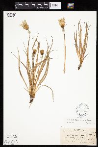 Nothocalais cuspidata image