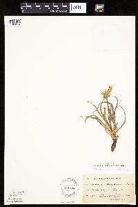 Nothocalais cuspidata image