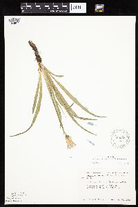 Nothocalais cuspidata image