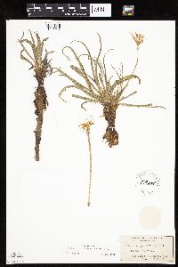 Nothocalais cuspidata image