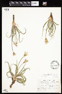 Nothocalais cuspidata image