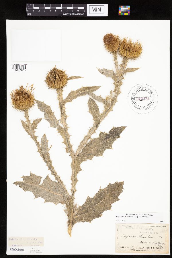 Onopordum acanthium var. acanthium image