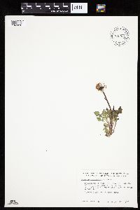 Packera cymbalaria image