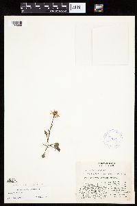 Media resource of Packera cymbalaria