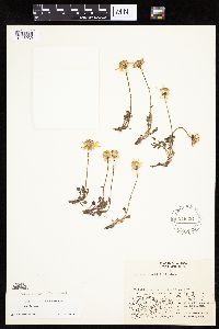 Packera cymbalaria image