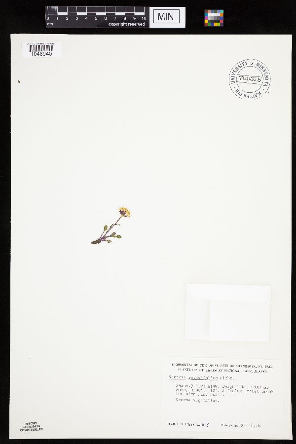 Packera cymbalaria image