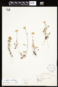 Media resource of Packera hyperborealis