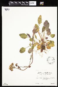 Media resource of Packera indecora