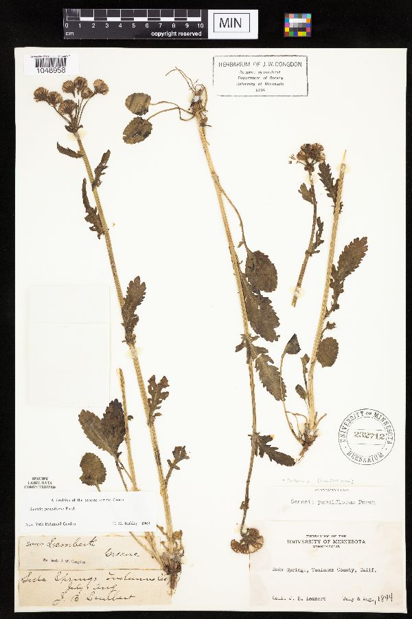 Packera pauciflora image