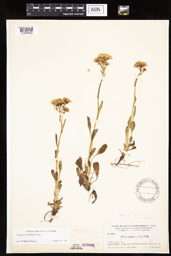 Packera streptanthifolia image
