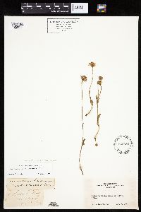 Packera streptanthifolia image