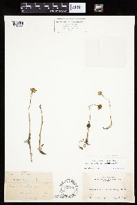 Packera streptanthifolia image