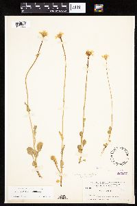 Media resource of Packera streptanthifolia