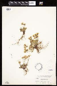 Packera werneriifolia image