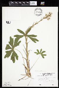 Petasites frigidus var. palmatus image