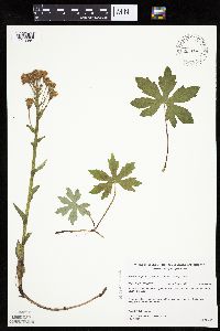 Petasites frigidus var. palmatus image