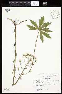 Petasites frigidus var. palmatus image