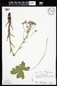 Petasites frigidus var. palmatus image