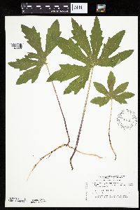 Petasites frigidus var. palmatus image