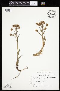 Petasites frigidus var. palmatus image