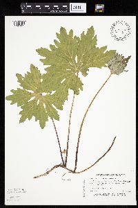 Petasites frigidus var. palmatus image