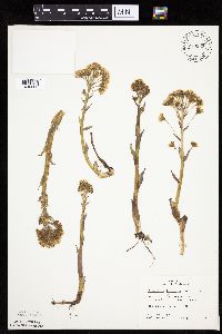 Petasites frigidus var. palmatus image
