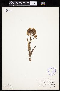 Petasites frigidus var. palmatus image