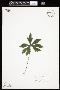 Petasites frigidus var. palmatus image