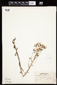 Petasites frigidus var. palmatus image