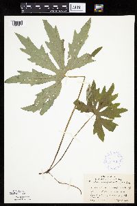 Petasites frigidus var. palmatus image