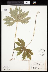 Petasites frigidus var. palmatus image
