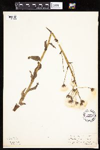 Petasites frigidus var. palmatus image