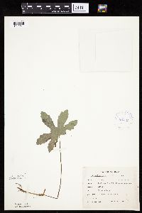 Petasites frigidus var. palmatus image