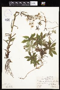 Petasites frigidus var. palmatus image