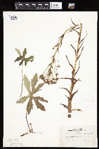 Petasites frigidus var. palmatus image