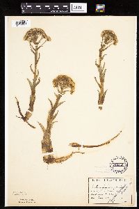 Petasites frigidus var. palmatus image