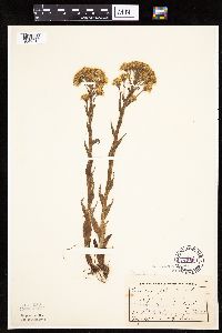 Petasites frigidus var. palmatus image