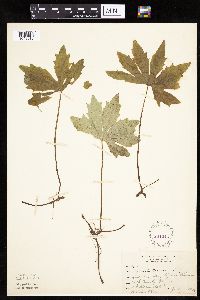 Petasites frigidus var. palmatus image