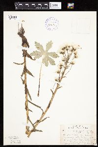 Petasites frigidus var. palmatus image