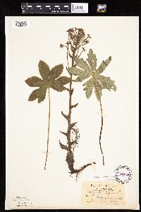 Petasites frigidus var. palmatus image