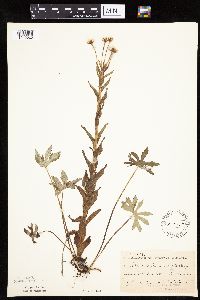 Petasites frigidus var. palmatus image