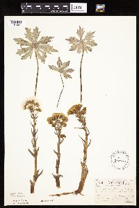 Petasites frigidus var. palmatus image