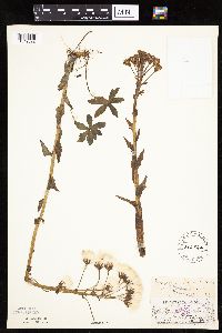 Petasites frigidus var. palmatus image