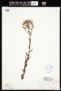 Petasites frigidus var. palmatus image
