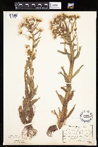 Petasites frigidus var. palmatus image
