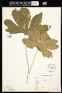 Petasites frigidus var. palmatus image
