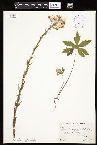 Petasites frigidus var. palmatus image